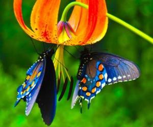 пазл Две бабочки на цветке